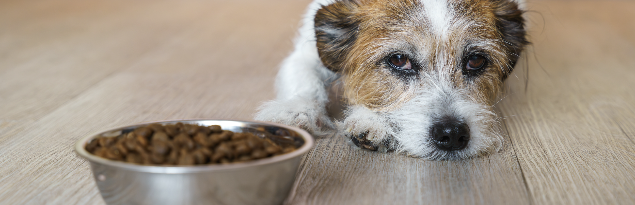 Consejos evitar perro coma popó